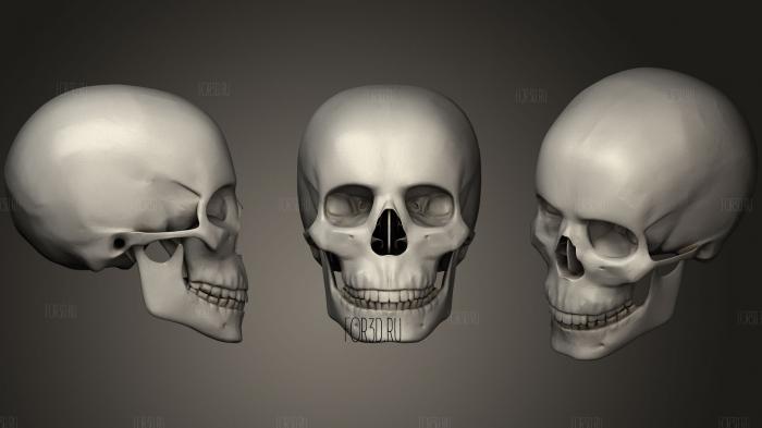 CAD Человеческий череп 3d stl модель для ЧПУ
